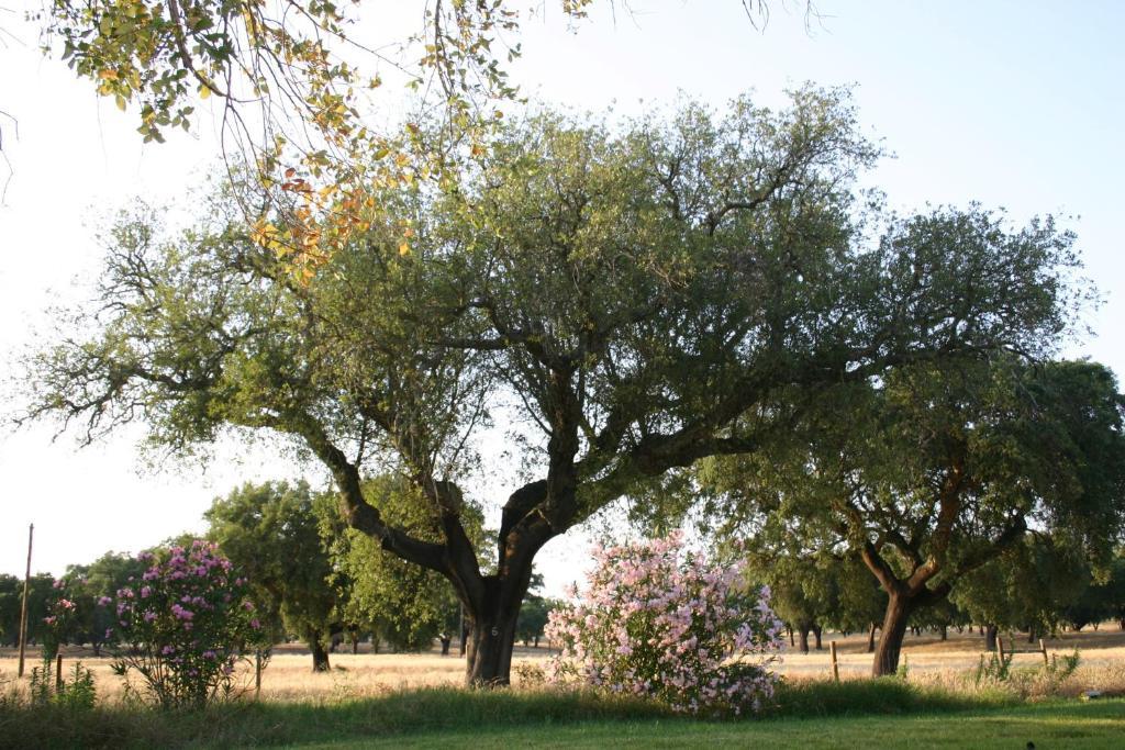 Monte Das Faias Cork Farm Hotel Grândola المظهر الخارجي الصورة